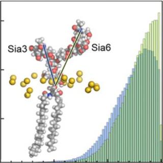 Nanoscale organization of glycosphingolipids in biological membranes