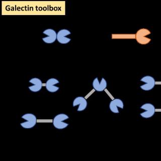 Mapping galectin-ganglioside networks on complex model membrane systems