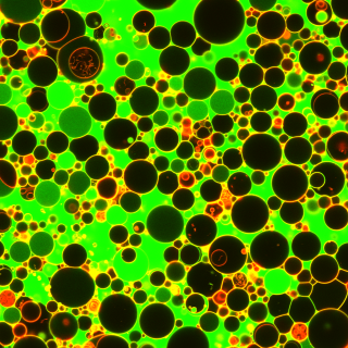 Protein-membrane interactions in programmed cell death